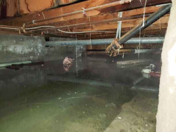 Best Water damage restoration services  in Edmonston, MD