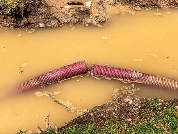 Best Professional water damage repair  in Edmonston, MD